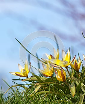 Close-up of yellow flowering plants on field against sky