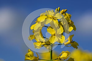 Close up of a yellow flowering rapeseed plant with yellow pollen, against a blue sky