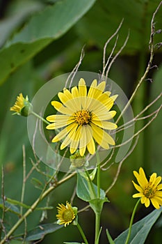 Close up of yellow flowers