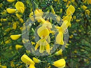 Close up of yellow flowers of the blooming furze Cytisus scoparius