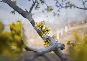 Close up yellow flowers of Cornus mas, the Cornelian cherry, European Cornel or dogwood. Spring season blooming tree