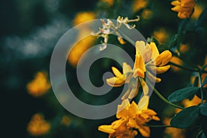 Close-up of yellow flowers of coronilla valentina