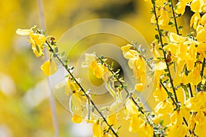 Close up yellow flowers of Cytisus scoparius, syn. Sarothamnus scoparius, common broom or Scotch broom. Family Fabaceae