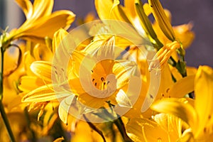 Close up on yellow flowers of Daylilies in garden