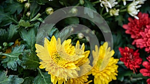 Close up of yellow flowers in the flower garden