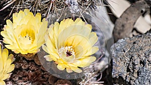 Close up of the yellow flowers of a hedgehog Echinopsis cactus blooming in a garden in California