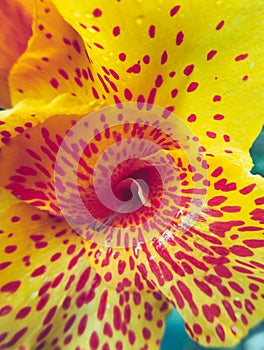 Close up of yellow flowers with orange dots. canna indica flower stock photo... photo