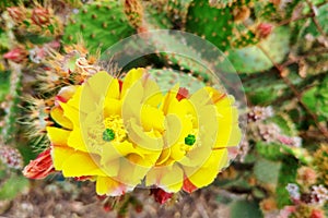 Close-up of yellow flowers of prickly pear cactus.