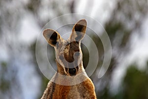 Close-up of Yellow-footed rock wallaby