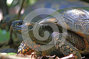 Close up of a yellow footed turtle, Chelonoidis denticulata