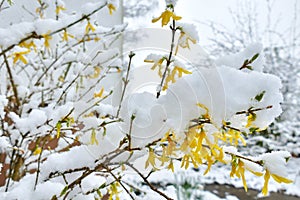 Close-up of yellow forsythia blossoms covered in snow
