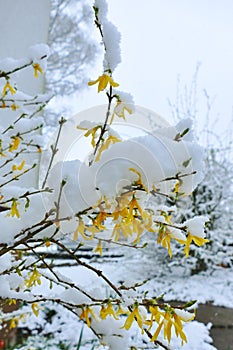 Close-up of yellow forsythia blossoms covered in snow
