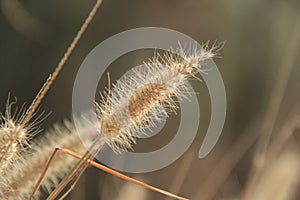 Close up of Yellow foxtail grass, Setaria pumila or Chaetochloa lutescens