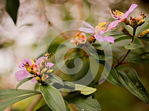 A fruit insect looking for nectars photo