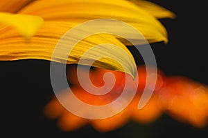 Close up yellow gazania flower petal view in front of blurred orange gazania flower