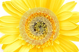 Close up of yellow gerber daisy