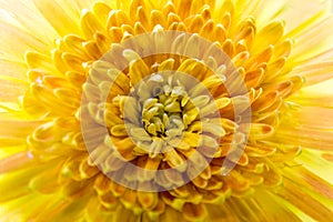 Close up yellow gerbera flower for background.