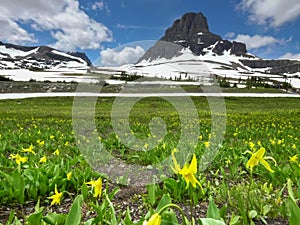 A close up of yellow glacier lilies at logan pass in glacier national park
