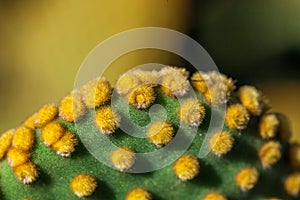 Close up of the yellow glochids clusters on a Opuntia microdasys cactus plant
