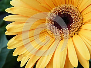 Close-Up of Yellow Gold Gerber Daisy Flower Blossom Bloom