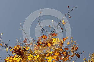 Close up on the yellow and golden leaves and branches of the European beech Fagus Sylvatica with blue sky background.