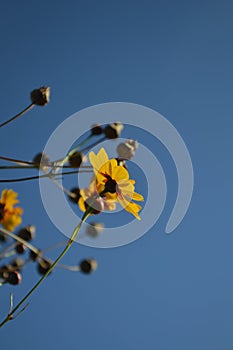 Close up of a yellow golden tickseed against a blue sky