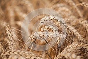 Close up of yellow grain ready for harvest