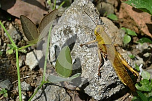 Close up of Yellow Grasshopper Perched on a White Rock