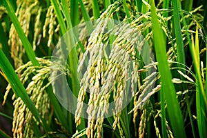 Close up of yellow green rice field