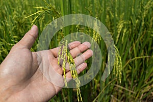 Close up of yellow green rice field on man hand