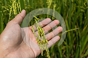 Close up of yellow green rice field on man hand