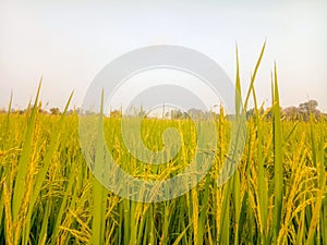 Close up of yellow green rice field and sky