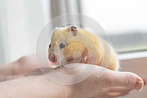 close-up. yellow hamster agility runs hand in hand. there is a tint. natural lighting