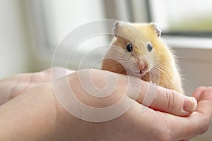 close-up. yellow hamster agility runs hand in hand. there is a tint. natural lighting