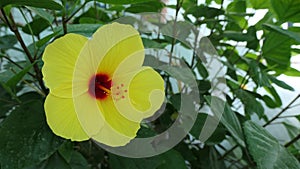 Close-up of yellow Hawaian Hibiscus flower