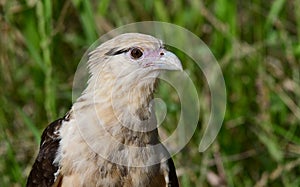 Close up of a Yellow-headed Caracara