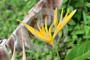 Close-up of yellow heliconia flower