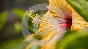 Close-up of yellow hibiscus  blossom behind green leaves. A bouquet of a hibiscus petals in a garden in the Cameron highlands,