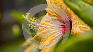 Close-up of yellow hibiscus  blossom behind green leaves. A bouquet of a hibiscus petals in a garden in the Cameron highlands,