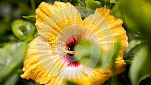 Close-up of yellow hibiscus  blossom behind green leaves. A bouquet of a hibiscus petals in a garden in the Cameron highlands,