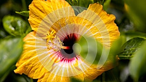 Close-up of yellow hibiscus  blossom behind green leaves. A bouquet of a hibiscus petals in a garden in the Cameron highlands,