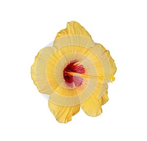 Yellow hibiscus rosa sinensis flowers blooming isolated on white background , clipping path