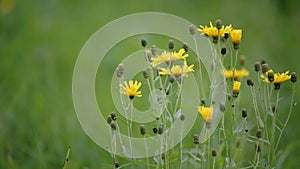 Close-up of a yellow Hieracium pilosella swaying in the wind on a summer field. Blooming flower