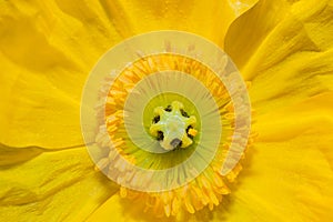 Close up of a yellow Iceland poppy flower