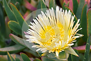 Close up of Yellow Iceplant flower Carpobrotus edulis, California