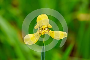 Close up of Yellow iris isolate on blurred natural green background, Yellow Flag Iris, Pale yellow Iris, Beautiful nature