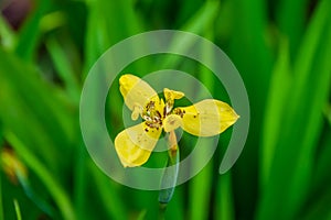 Close up of Yellow iris isolate on blurred natural green background, Yellow Flag Iris, Pale yellow Iris, Beautiful nature