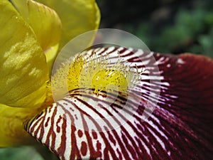 Close up of yellow iris stamen