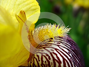 Close up of yellow iris stamen