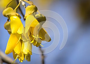 Close up of yellow Kowhai flowers with copy space